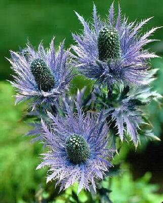 Eryngium alpinum1