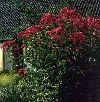 eupatorium maculat